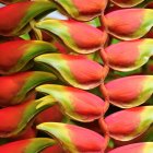 Colorful Heliconia Flowers with Red and Yellow Petals on Green Foliage