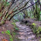 Colorful Forest Path Painting with Detailed Foliage & Trees