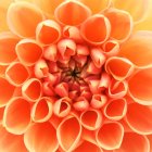 Colorful Digital Art: Orange Flower with Mandala Background