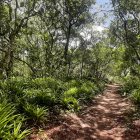 White-haired woman near stream with hidden dragon in lush forest