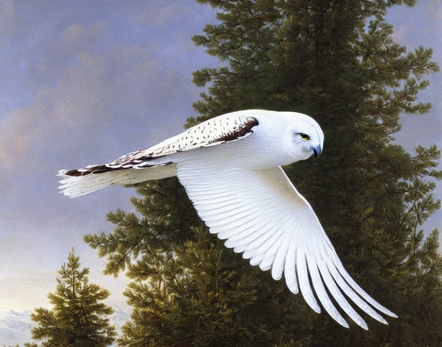 Snowy owl soaring with outstretched wings in forest setting