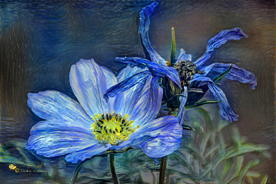 Cosmos in Blue