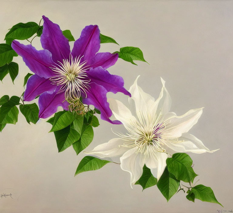 Purple and White Clematis Flowers Painting on Light Background