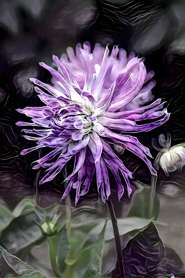 purple dahlia 