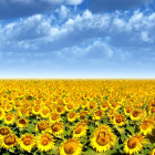 Sunflower Field Painting with Swirling Sky and Thick Brush Strokes