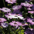 Assorted daisy-like flowers painting with white and pink petals