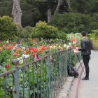 Person tending vibrant flowerbed in lush garden setting