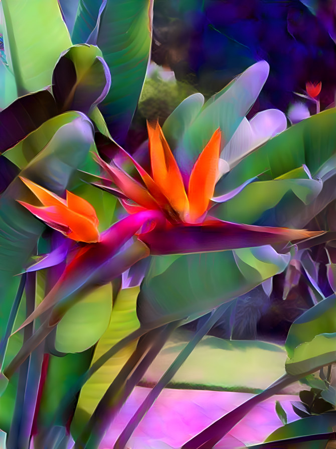 Bird of Paradise 3