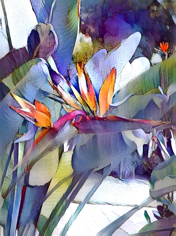 Bird of Paradise 5