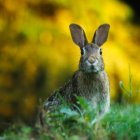 Unusual patterned rabbit in grassy field with bokeh effect