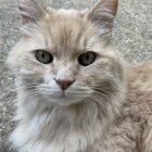 Fluffy white cat with long fur and green eyes portrait.