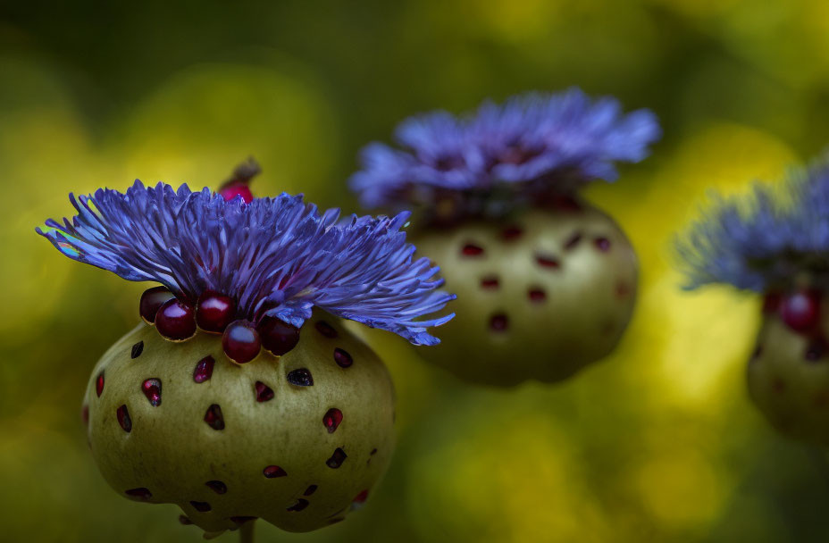 Unusual round plants with spiky blue flowers and red dots on green bodies