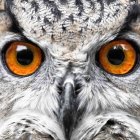 Digitally enhanced ornate owl face with vivid orange and black eyes and intricate feather patterns.