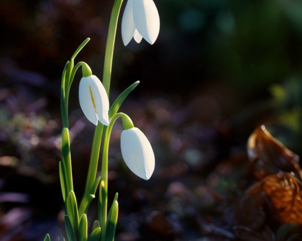 Delicate white snowdrop flowers against dark leaves and sunlight