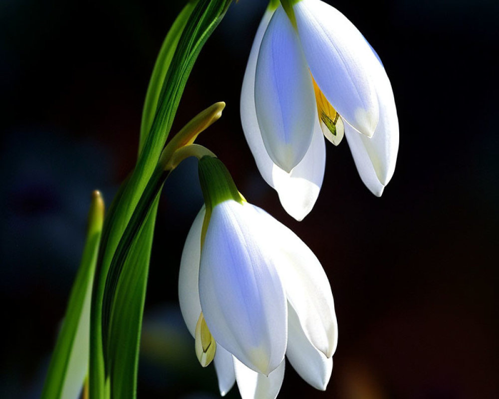 White Snowdrop Flowers with Green Leaves on Dark Background