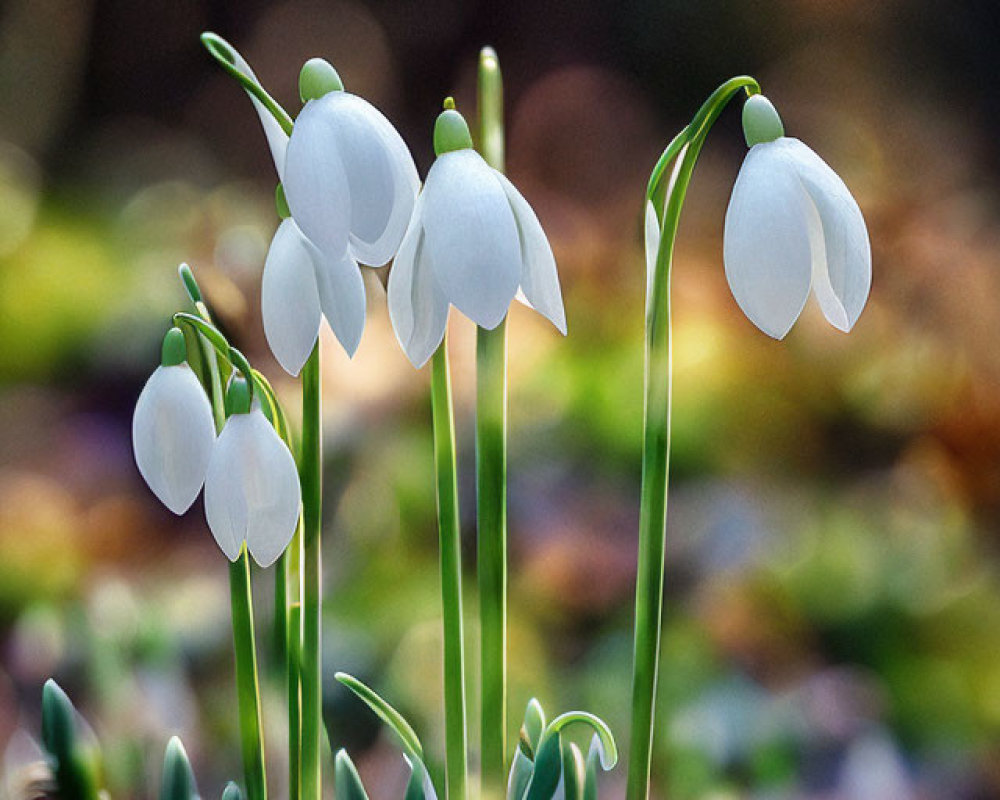 Sunlit Forest Setting with White Snowdrop Flowers