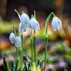 Sunlit Forest Setting with White Snowdrop Flowers