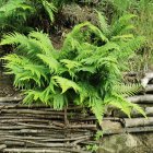 Green ferns on textured wooden branches with moss and foliage.