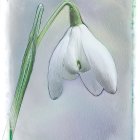 White Snowdrop Flower with Water Droplets on Green Stem