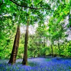 Lush green forest with vibrant bluebells under sunlight