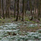 Tranquil Forest Glade with Moss-Covered Trees and Stream