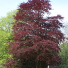 Majestic tree with pinkish-purple leaves in foggy landscape