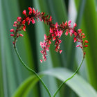 Colorful Flowers and Butterflies Among Green Leaves and Tendrils