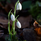 Delicate white snowdrop flowers against dark leaves and sunlight