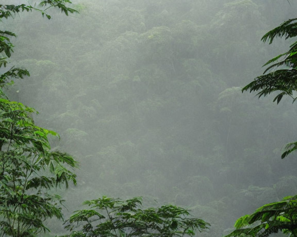 Lush green foliage in misty tropical rainforest