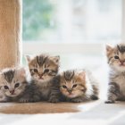 Four Fluffy Kittens in Soft Light with Cat Tree and Window