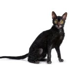 Black Cat with Glossy Coat and Amber Eyes Against White Background