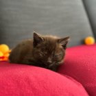 Brown kitten with striking eyes in pink boa with orange decorations on grey background