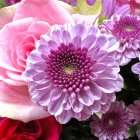 Detailed Pink Flowers with Water Droplets on Petals Against Dark Foliage