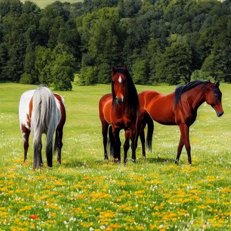 Three Horses in Vibrant Green Field with Yellow Flowers