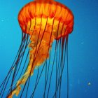 Orange jellyfish with long tentacles in vibrant underwater scene