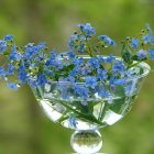 Glass Dish with Ripe Blueberries and Green Moss