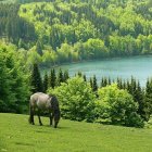 Tranquil pond with lush greenery, vibrant flowers, and a single swan.