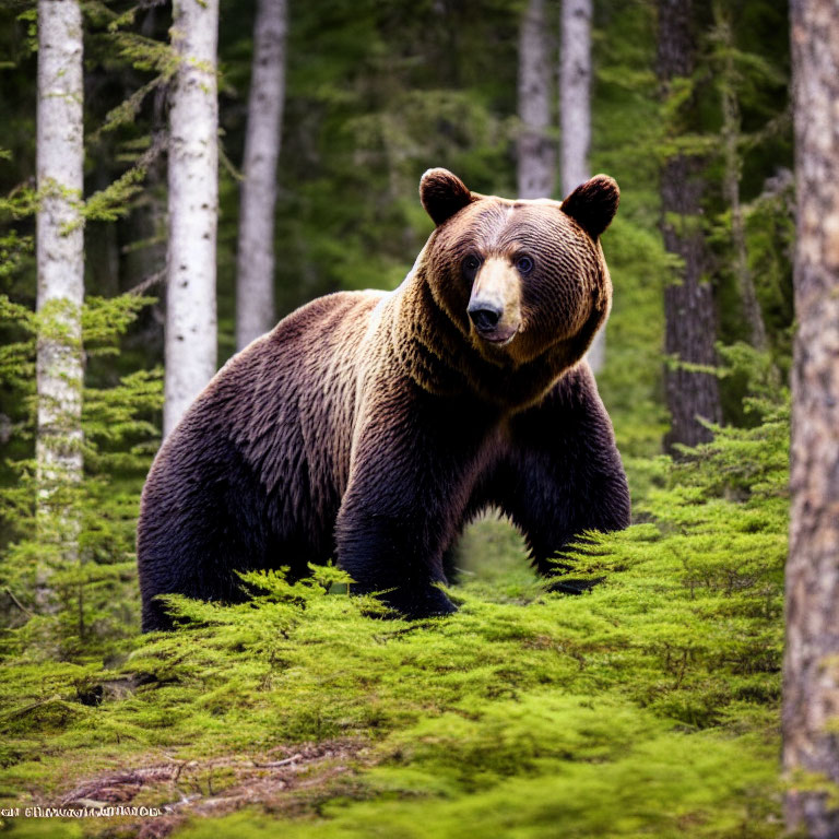 Brown bear in coniferous forest with focused gaze