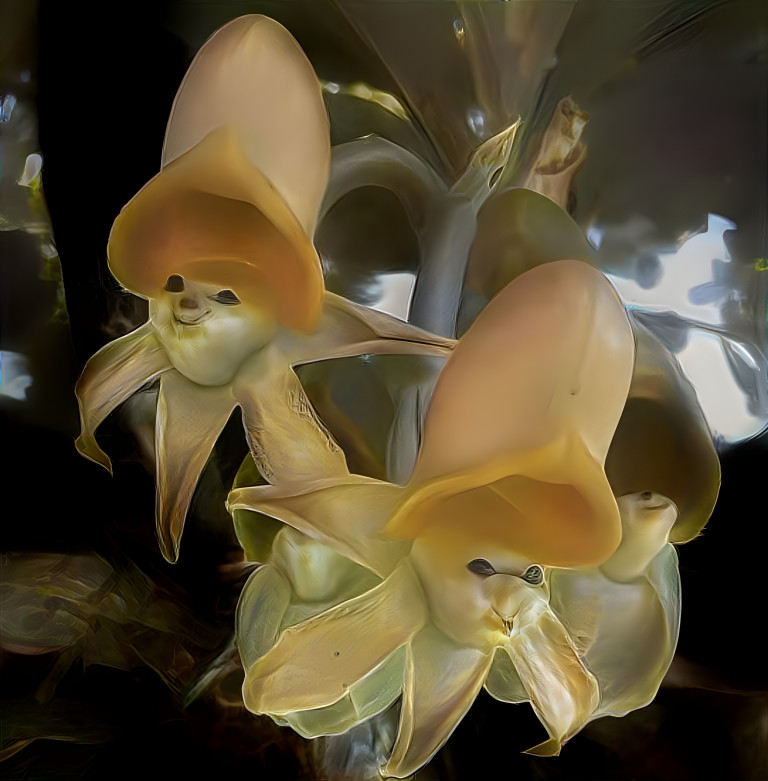 orchids