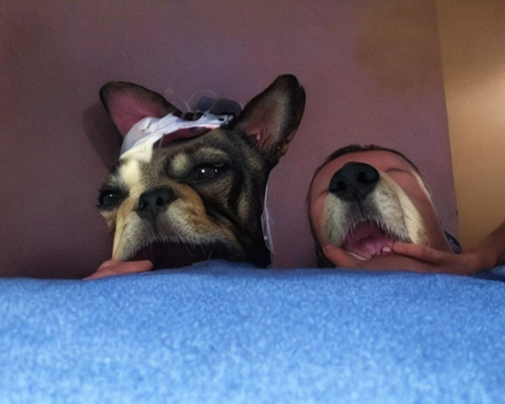 Surprised dog and person with bow and teddy bear on blue blanket