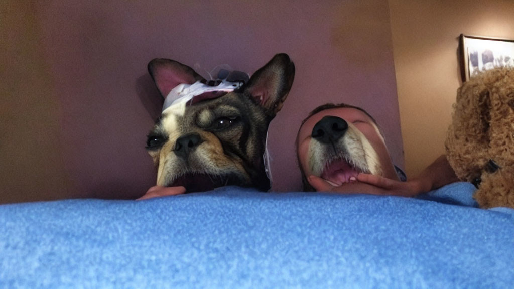 Surprised dog and person with bow and teddy bear on blue blanket