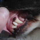 Quirky dog with human-like teeth in close-up shot