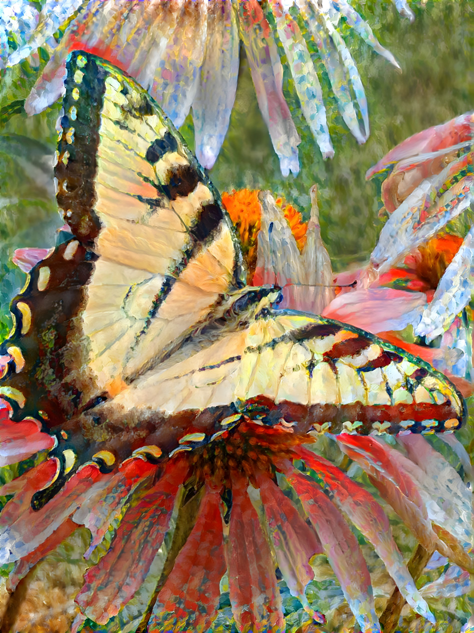 Swallowtail Butterfly