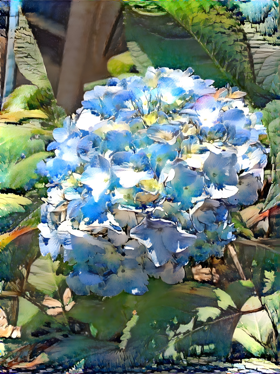 Hydrangea II