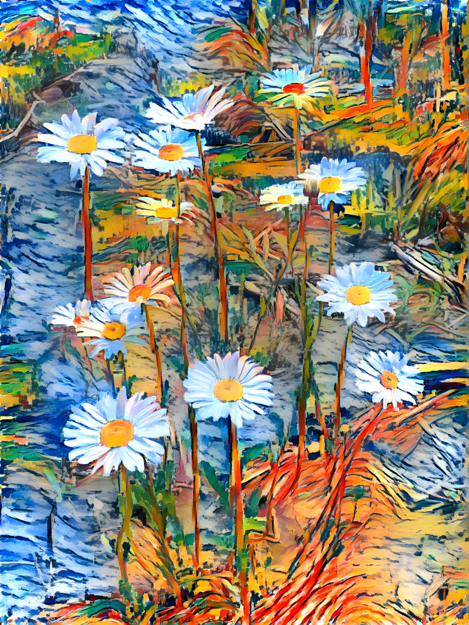 Daisies