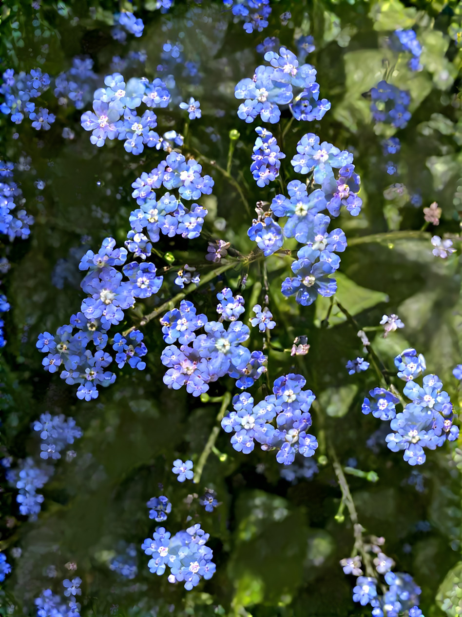 Brunnera