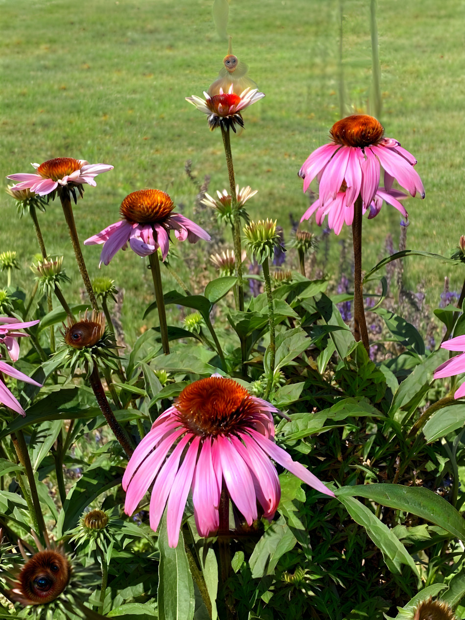 Echinacea