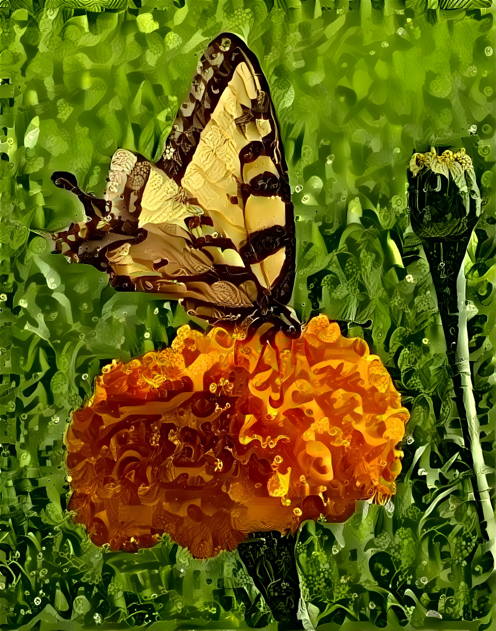 Butterfly on Marigold