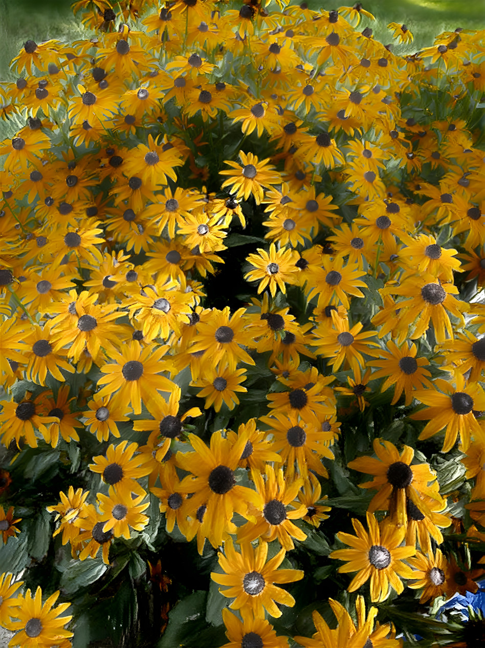 Black-Eyed Susans