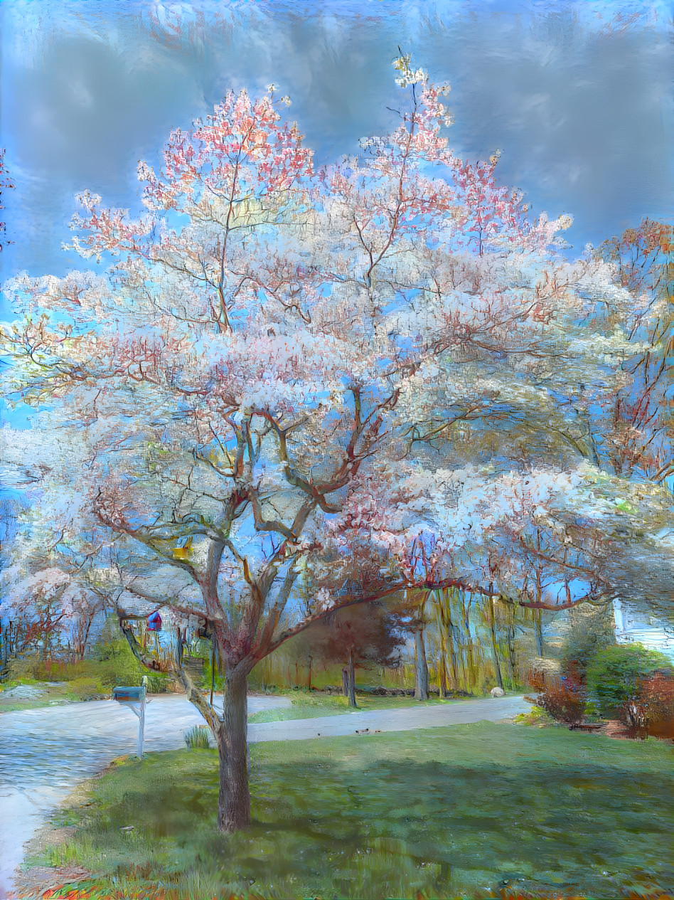 Dogwood Tree